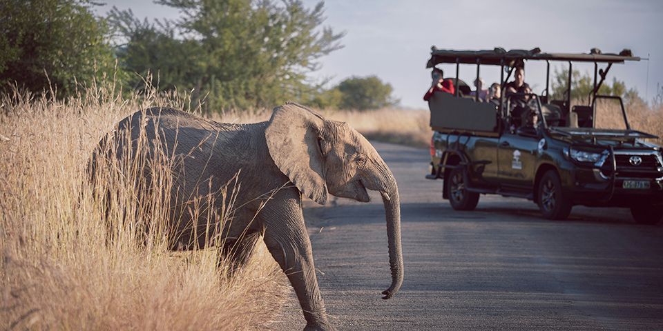 Safaris au Pilanesberg