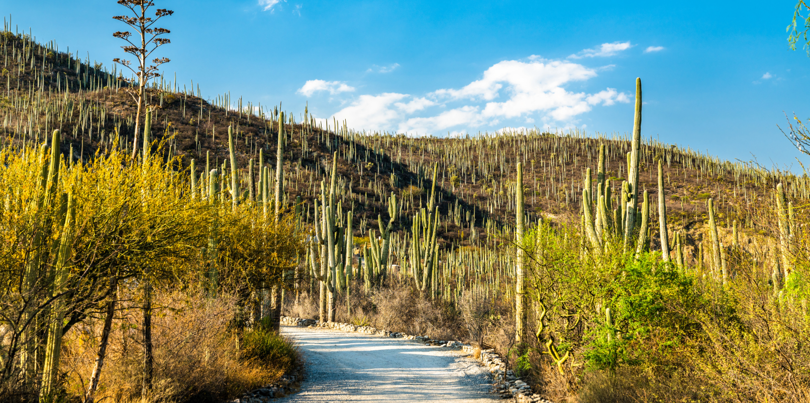 Tehuacan (170km)